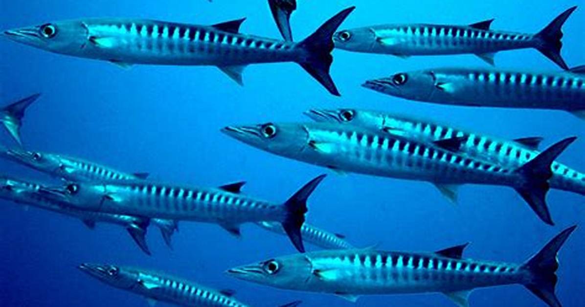 Where Do Barracuda Live?