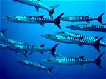 Where Do Barracuda Live?