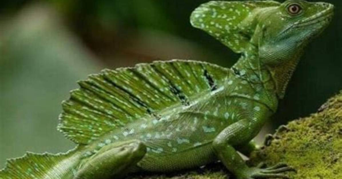 Where Do Basilisks Live?