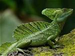 Where Do Basilisks Live?