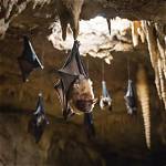 Where Do Bats Live?