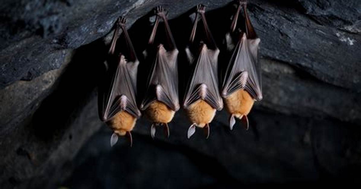 Where Do Bats Roost?