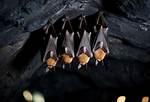 Where Do Bats Roost?