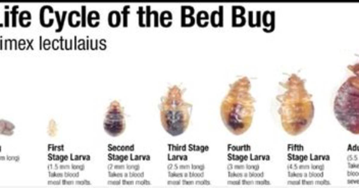 Where Do Bed Bugs Lay Eggs?