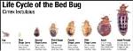 Where Do Bed Bugs Lay Eggs?