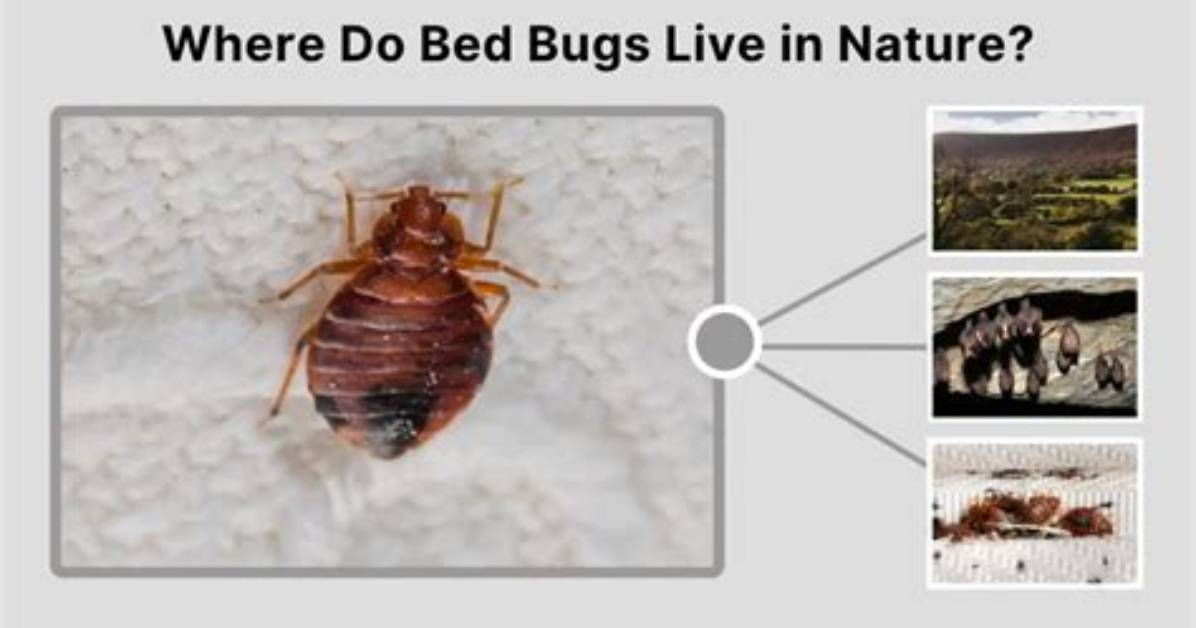 Where Do Bed Bugs Live?