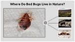 Where Do Bed Bugs Live?