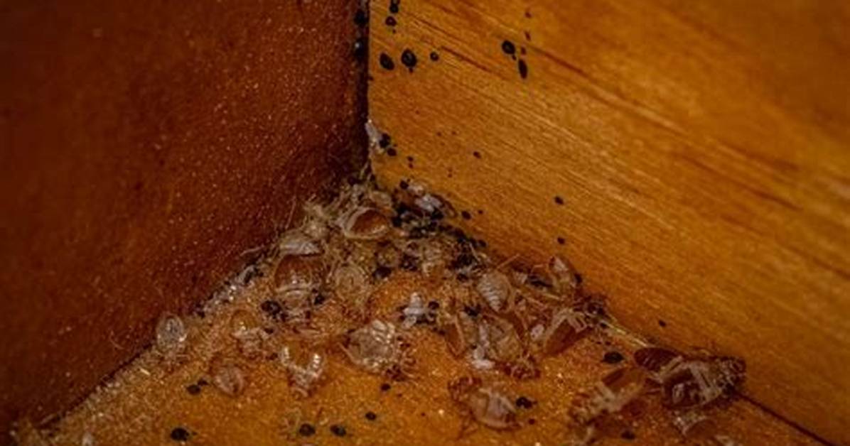 Where Do Bed Bugs Usually Live?