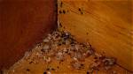Where Do Bed Bugs Usually Live?