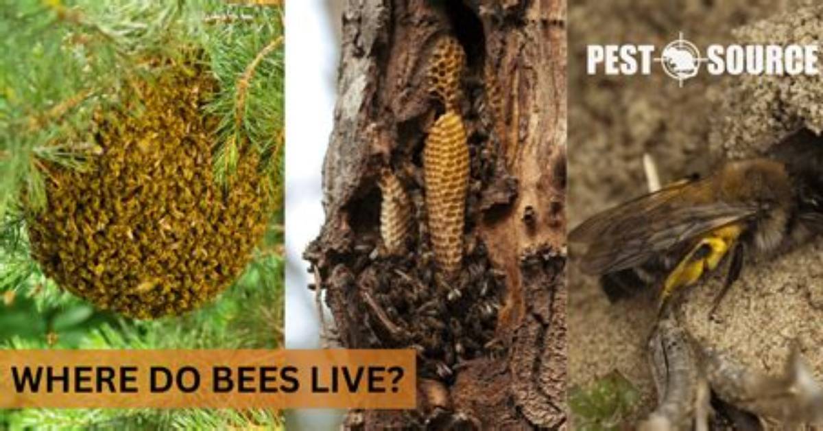 Where Do Bees Live?