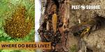 Where Do Bees Live?