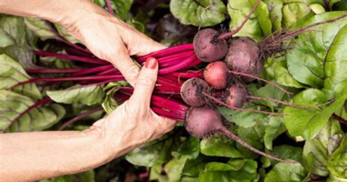 Where Do Beets Grow