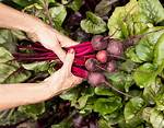 Where Do Beets Grow