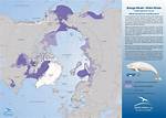 Where Do Belugas Live?