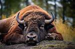 Where Do Bison Sleep?