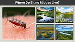 Where Do Biting Midges Live?