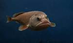 Where Do Blobfish Live