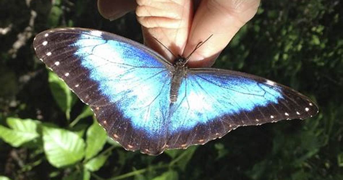 Where Do Blue Morphos Live?