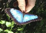 Where Do Blue Morphos Live?