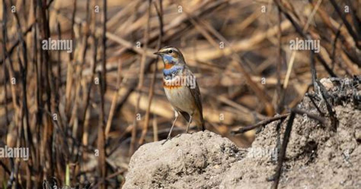 Where Do Bluethroat Live?