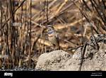 Where Do Bluethroat Live?