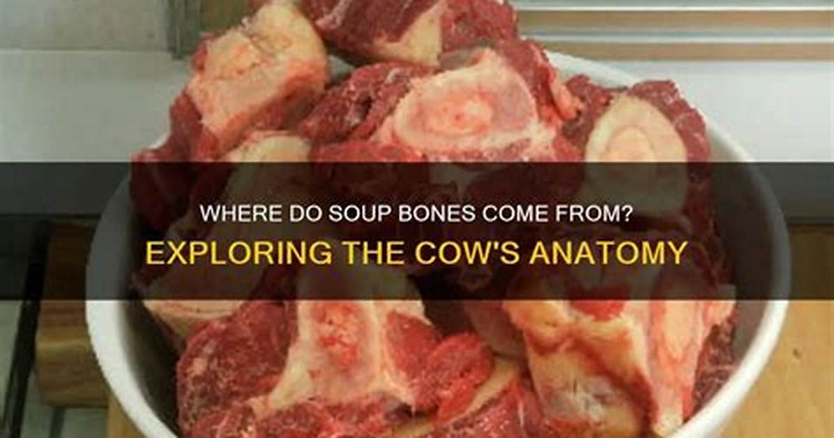 Where Do Bones Come from?
