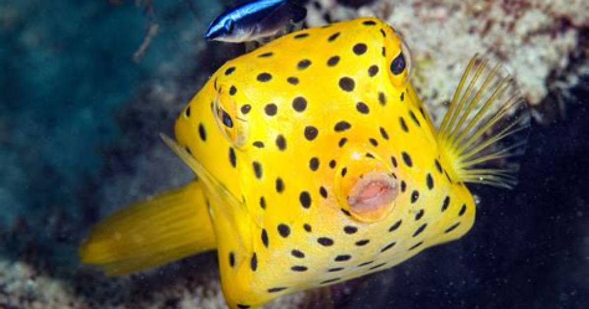 Where Do Boxfish Live?