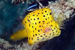 Where Do Boxfish Live?