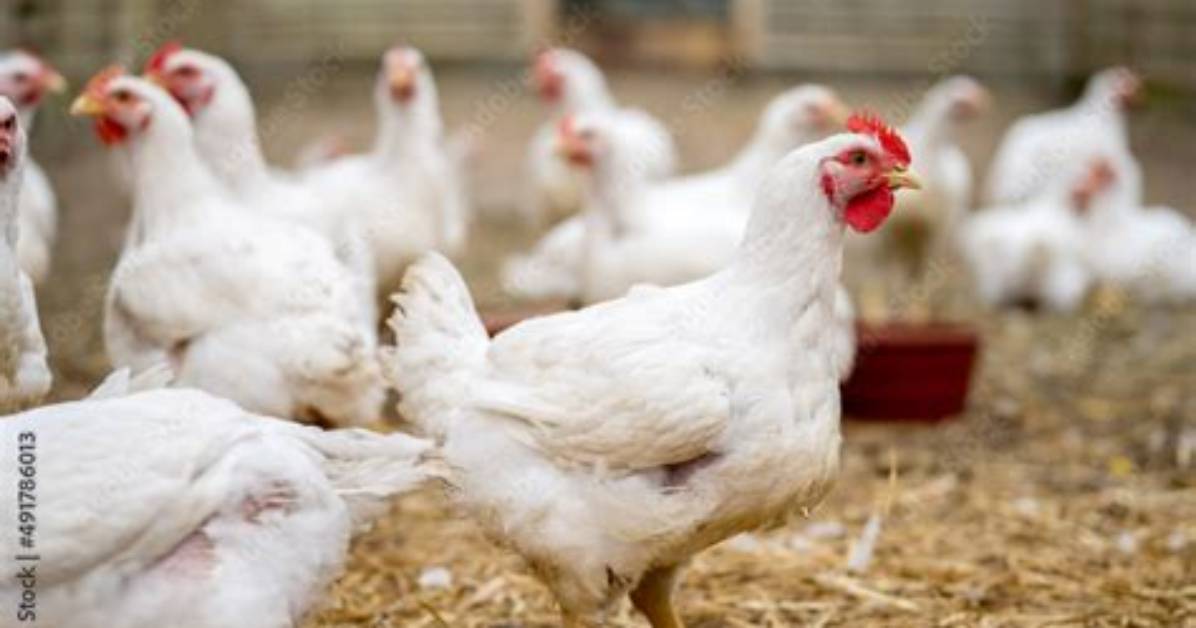 Where Do Broilers Originate?