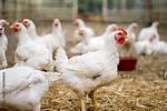 Where Do Broilers Originate?