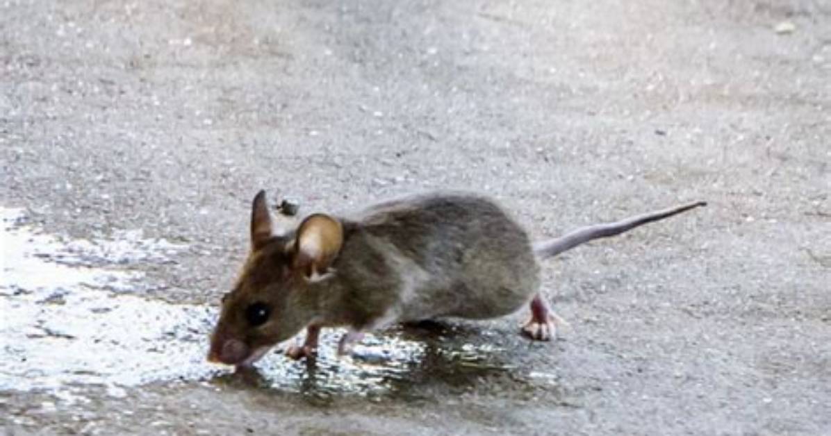 Where Do Brown Mouse Live?