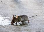 Where Do Brown Mouse Live?