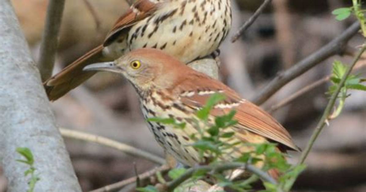 Where Do Brown Thrashers Live?