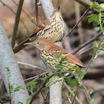 Where Do Brown Thrashers Live?