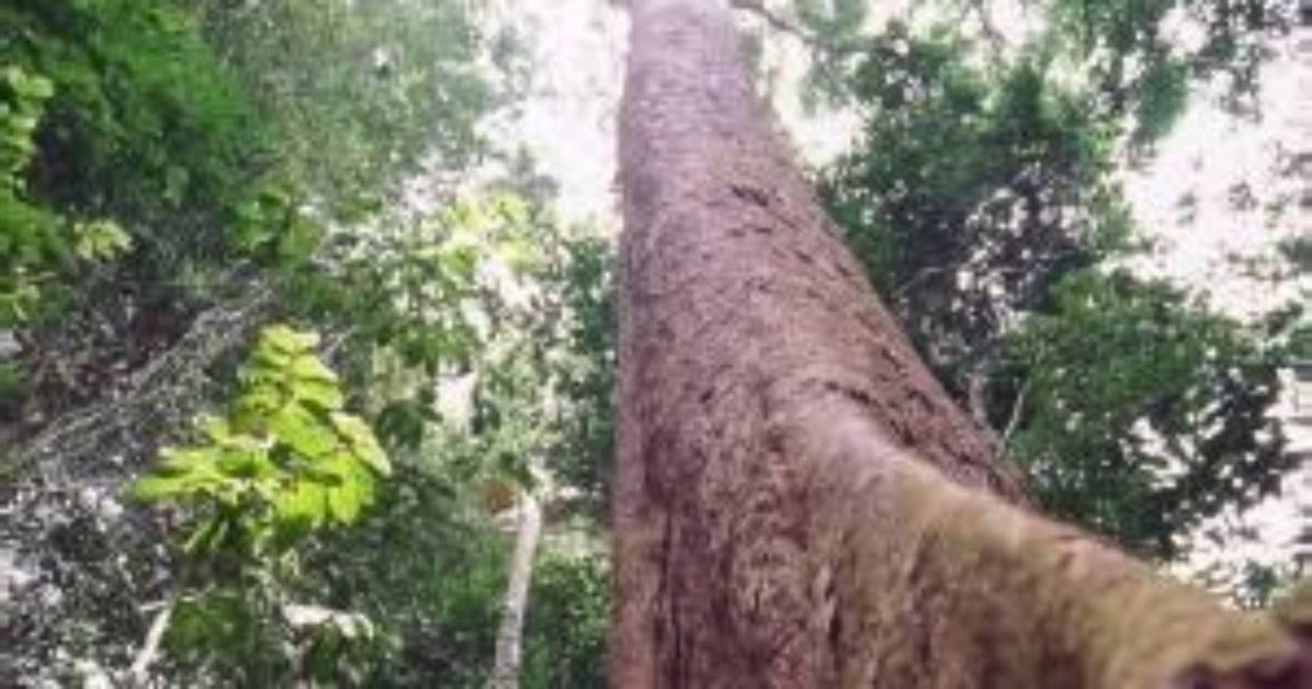 Where Do Bubinga Trees Grow