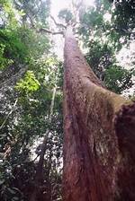 Where Do Bubinga Trees Grow