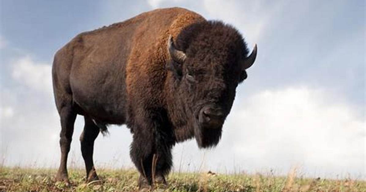 Where Do Buffalo Live?