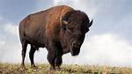Where Do Buffalo Live?