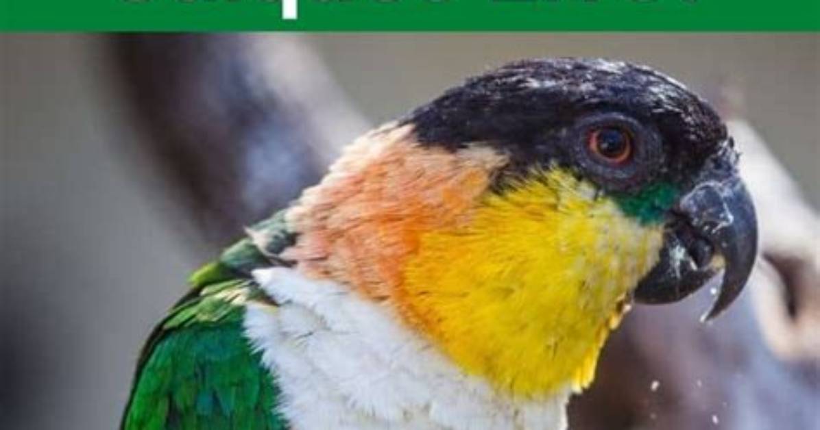 Where Do Caiques Live?