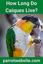 Where Do Caiques Live?