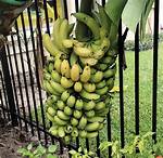 Where Do Cavendish Bananas Grow?