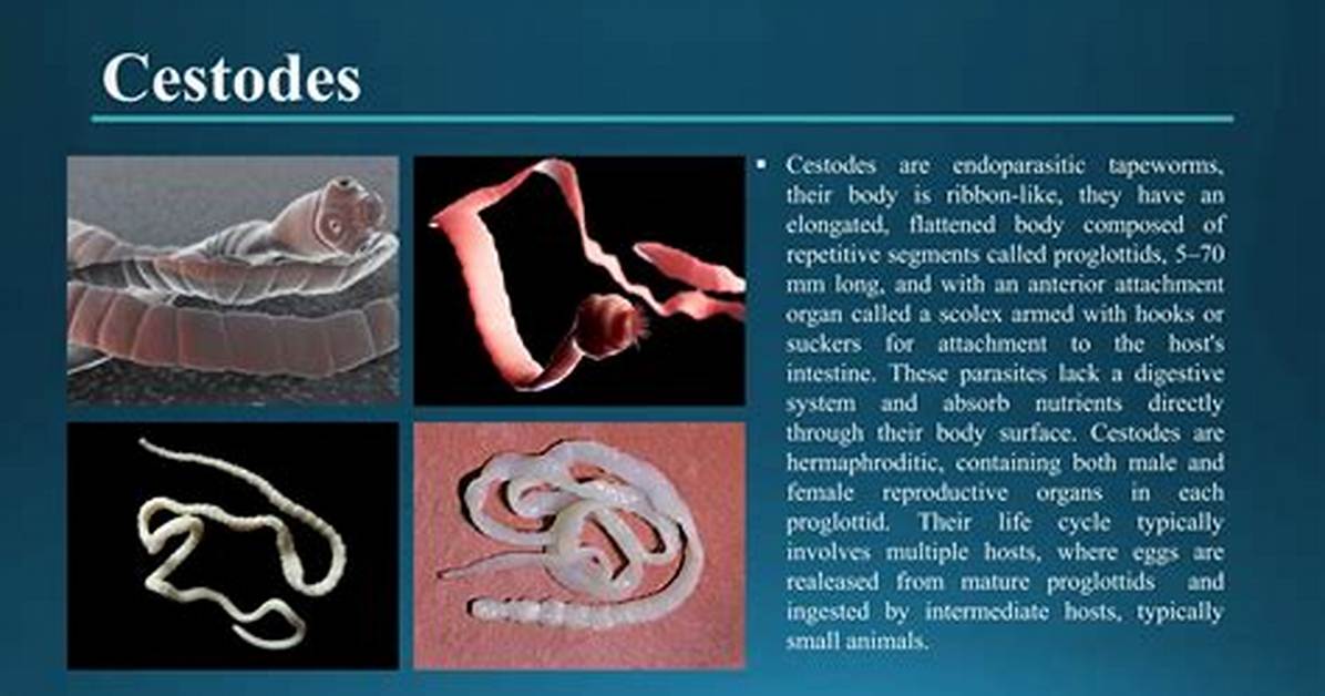 Where Do Cestodes Live?