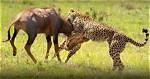 Where Do Cheetahs Hunt?