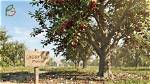 Where Do Cherries Grow