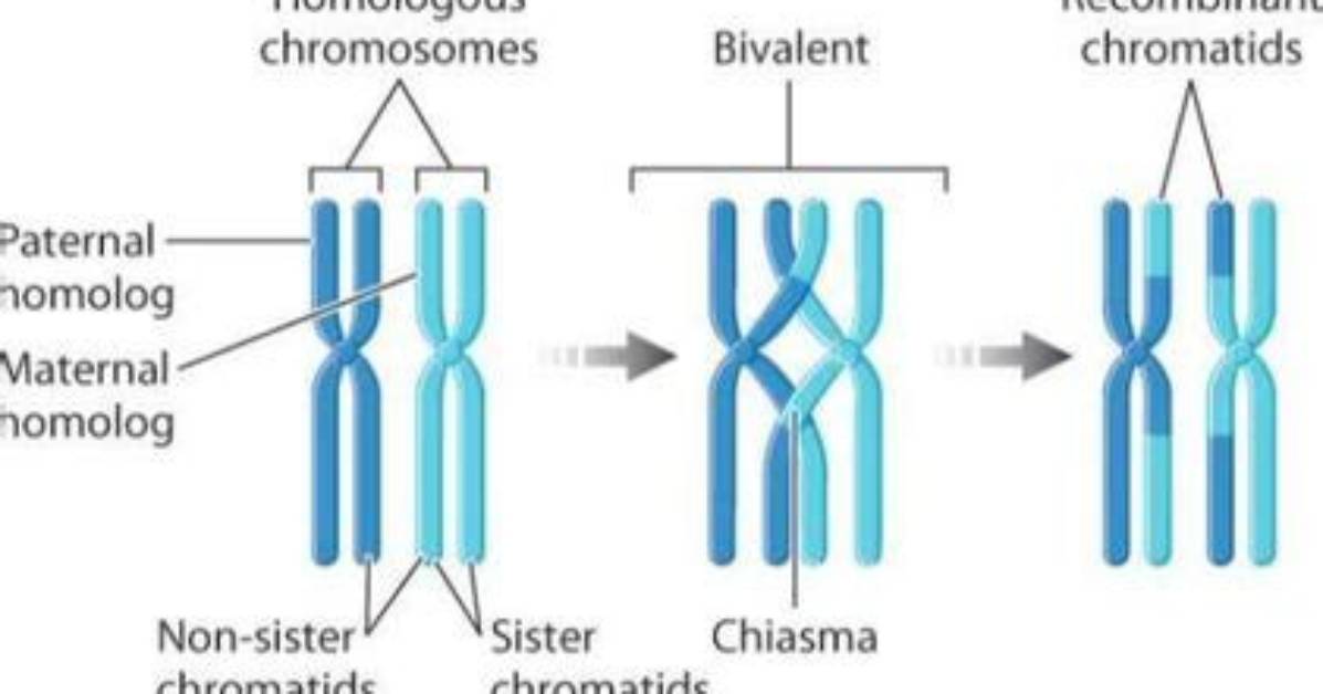 Where Do Chiasmata Form?