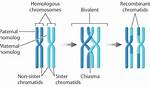 Where Do Chiasmata Form?