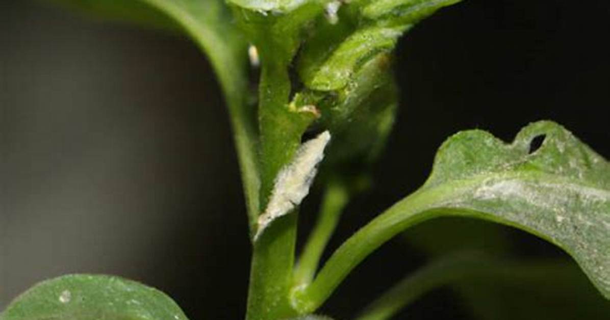 Where Do Chilli Thrips Live
