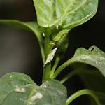 Where Do Chilli Thrips Live