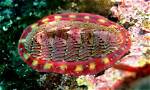 Where Do Chitons Live?