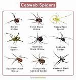 Where Do Cobweb Spiders Live?
